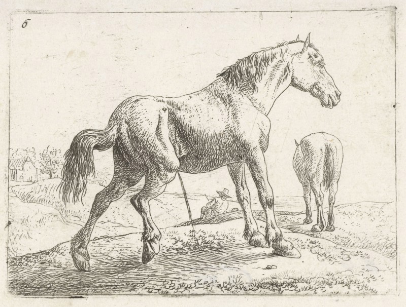 A horse, Jan van Aken, Jochem Bormeester, 1624 - 1661