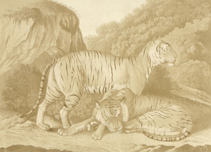 Two tigers in a landscape, Isaac van Haastert, c. 1768 - 1834