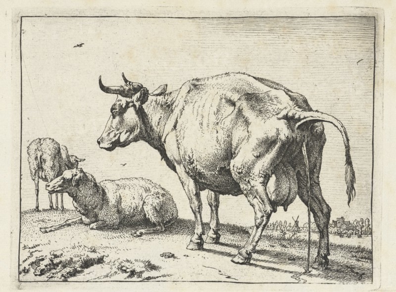 A cow, Paulus Potter, 1650