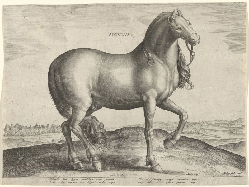 Horse from Sicily (Siculus), Hieronymus Wierix, Philips Galle, c. 1583 - c. 1587