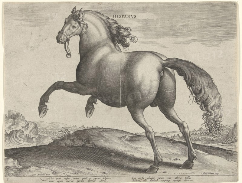 horse from Spain (Hispanus Alter), Hieronymus Wierix, Philips Galle, c. 1583 - c. 1587