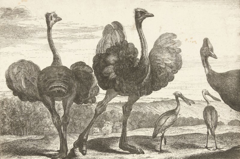 Ostriches, cassowary and spoonbill, De Poilly, Lodewijk XIV (koning van Frankrijk), 1670 - 1674