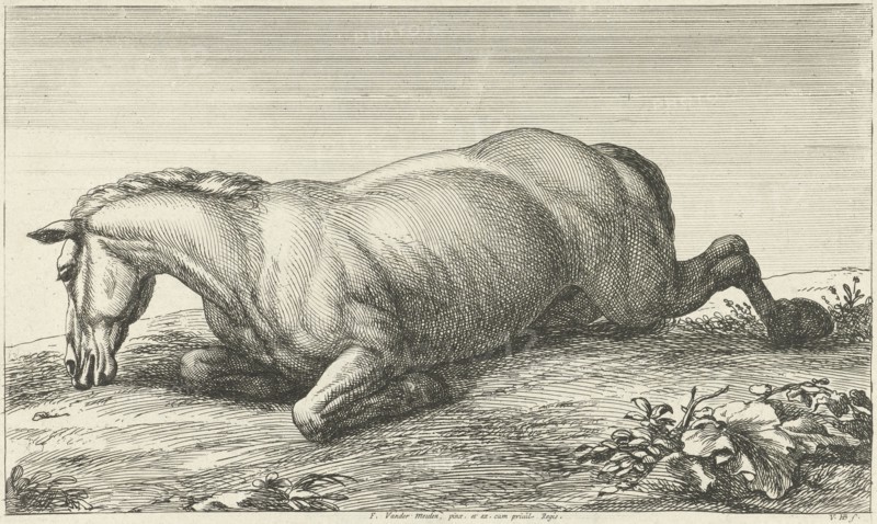 Killed horse lying on stomach, Jan van Huchtenburg, Adam Frans van der Meulen, unknown, 1674 - 1733