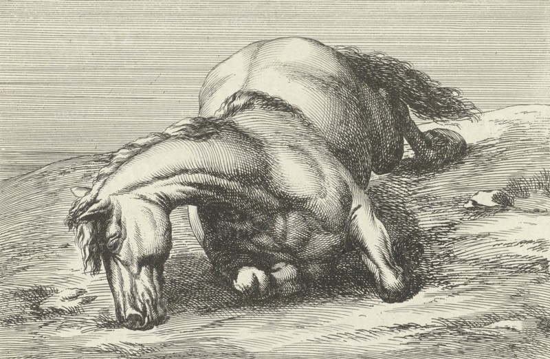 Killed horse, Jan van Huchtenburg, Adam Frans van der Meulen, unknown, 1674 - 1733