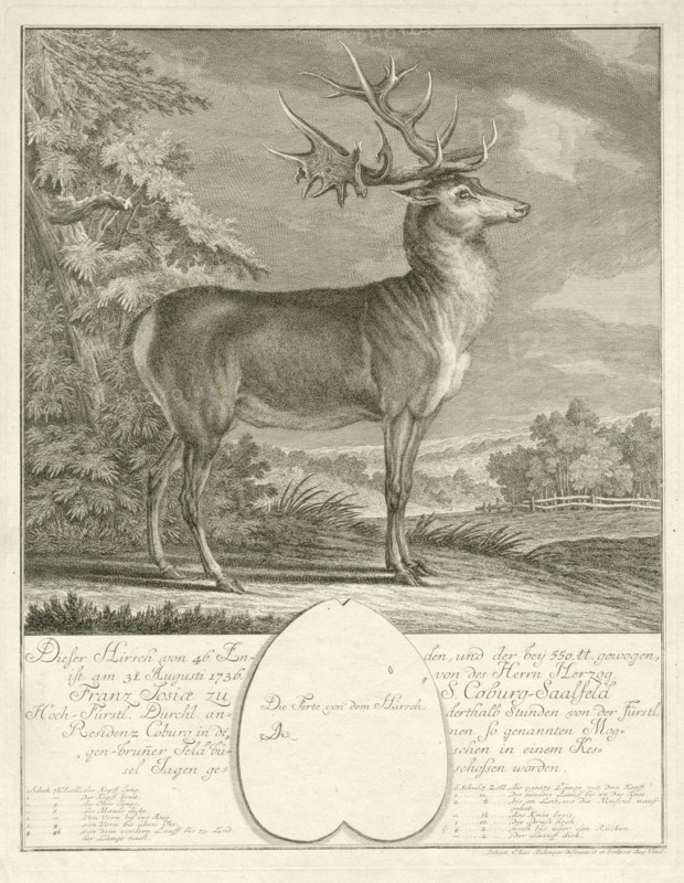 A deer, print maker: Johann Elias Ridinger