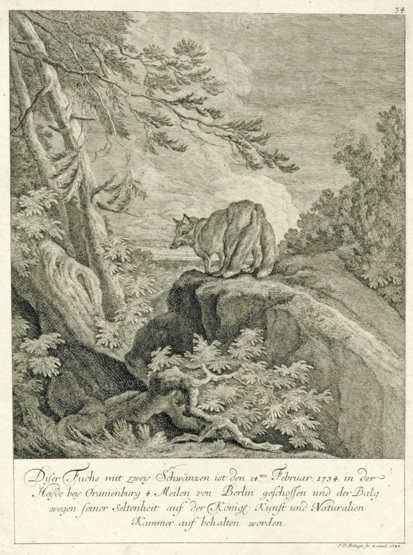 A fox with two tails, Johann Elias Ridinger, 1708 - 1767