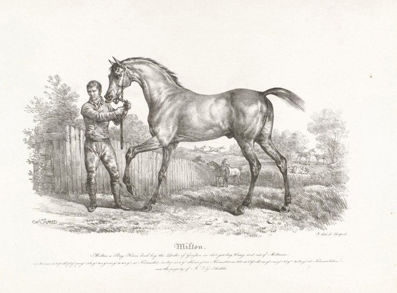 Horse, Ali, cheval arabe Envoye par le Sultan de Muscat a Mr le Baron de Capellen ... gouverneur general des Grandes Indes aÂ  Batavia. Carle Vernet, Delpech, 1768 - 1836