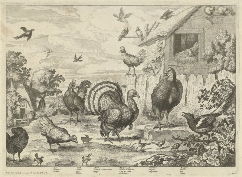 Various poultry and a turkey, Jan Griffier (I), Jacob Gole, 1670 - 1724