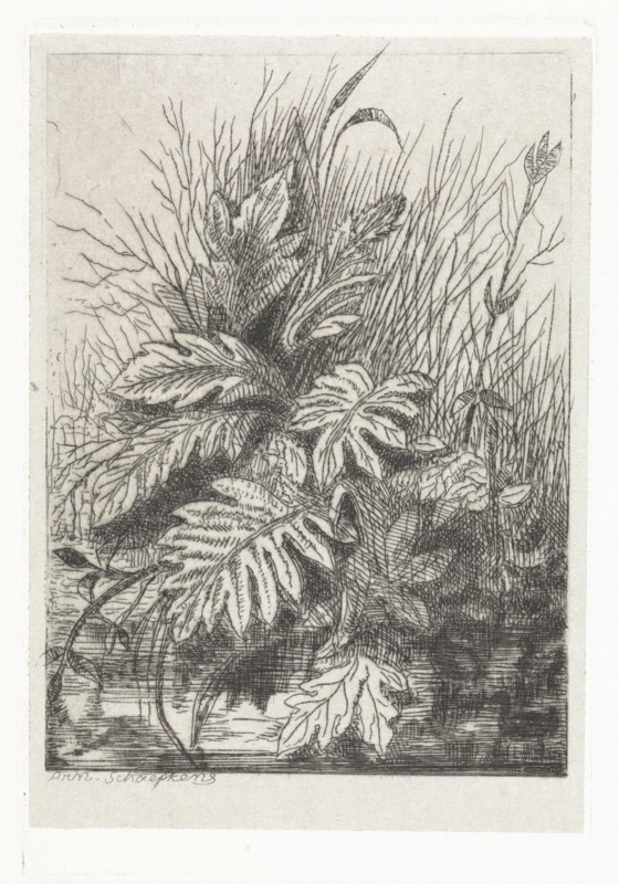 Plants, Arnoud Schaepkens, 1831 - 1904