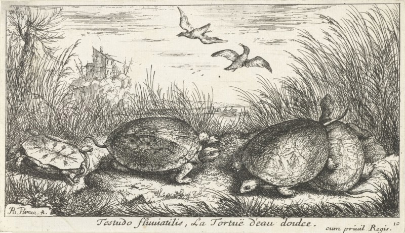 Four freshwater turtles between grass and reed, Philippus Endlich, Isaac de la Fontaine, Reinier & Josua Ottens, 1746