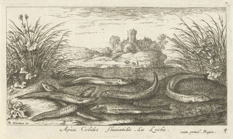 Loaches on a river bank, Albert Flamen, 1664
