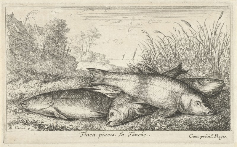 Four tench on a river bank, Albert Flamen, Jacques van Merlen, Lodewijk XIV (koning van Frankrijk), 1664