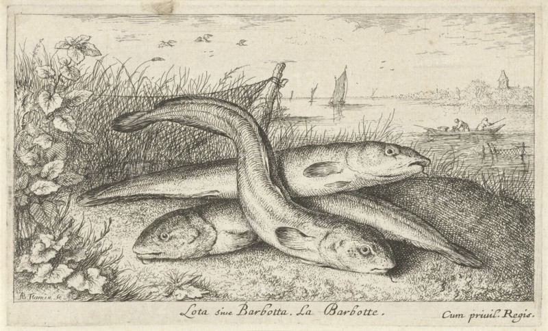 Three lobe eels on a riverbank, Albert Flamen, Jacques van Merlen, Louis XIV King of France, 1664