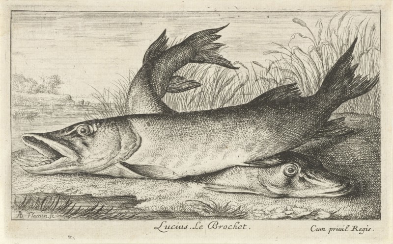 Two pike on a riverbank, Albert Flamen, Jacques van Merlen, Louis XIV King of France, 1664