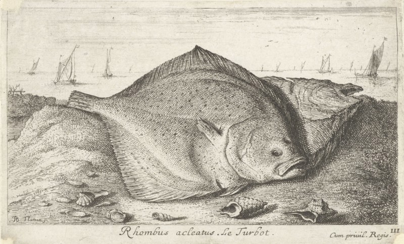 Two turbot on the beach, Albert Flamen, Jacques van Merlen, Lodewijk XIV (koning van Frankrijk), 1664
