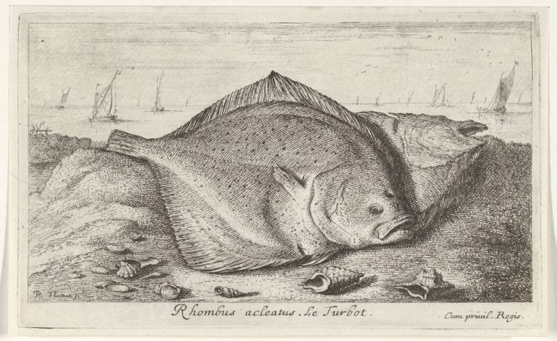 Two turbot on the beach, Albert Flamen, Jacques van Merlen, Lodewijk XIV (koning van Frankrijk), 1664