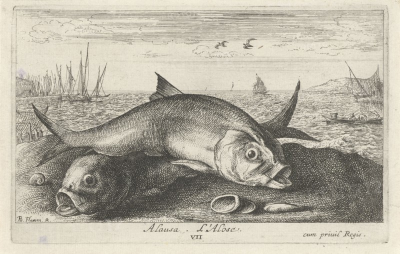 Two Twaite shads on the beach, Albert Flamen, 1664, Fint, Twaite shad, Alosa fallax