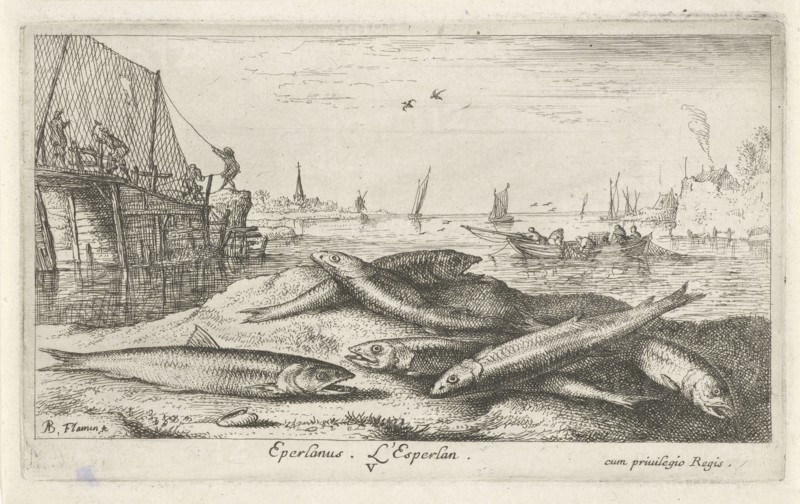 European smelt Osmerus eperlanus on the beach, print maker: Albert Flamen, Albert Flamen, Jacques van Merlen, 1664