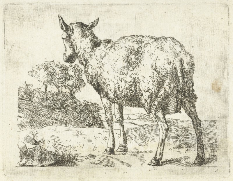 A sheep, Anonymous, Marcus de Bye, 1657 - c. 1800