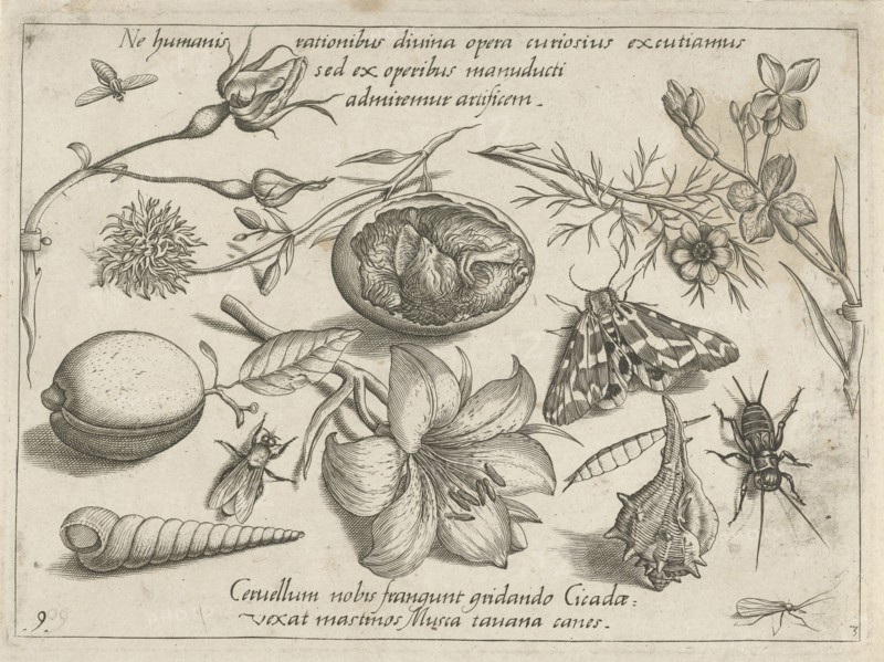 Insects, plants and shells around a chick in an egg, Jacob Hoefnagel, Joris Hoefnagel, 1592
