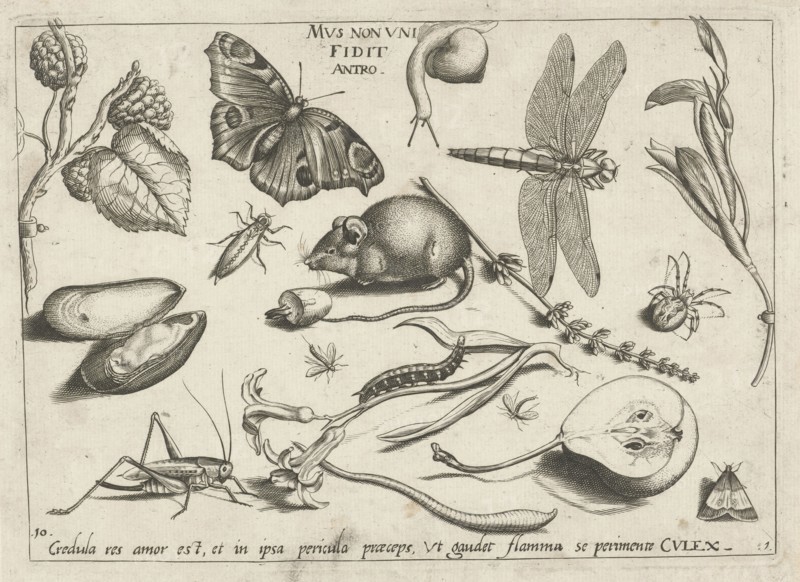 Animals, plants and fruits around a mouse, Jacob Hoefnagel, Joris Hoefnagel, 1592
