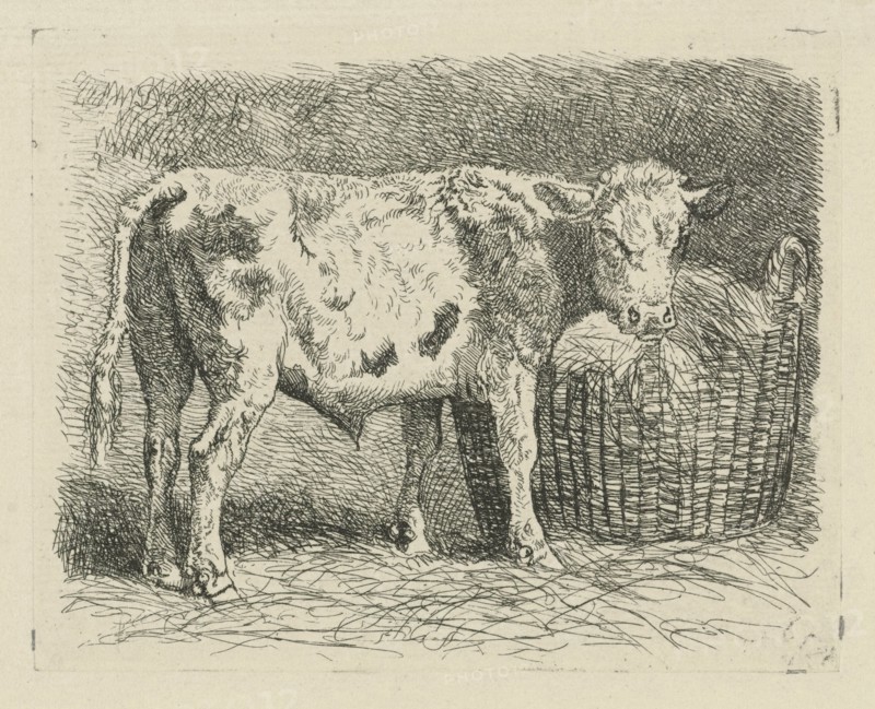 Young bull, Dirk van Lokhorst, 1828-1893
