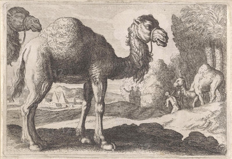 Camels, Anonymous, Herman van Swanevelt, 1636 - 1705
