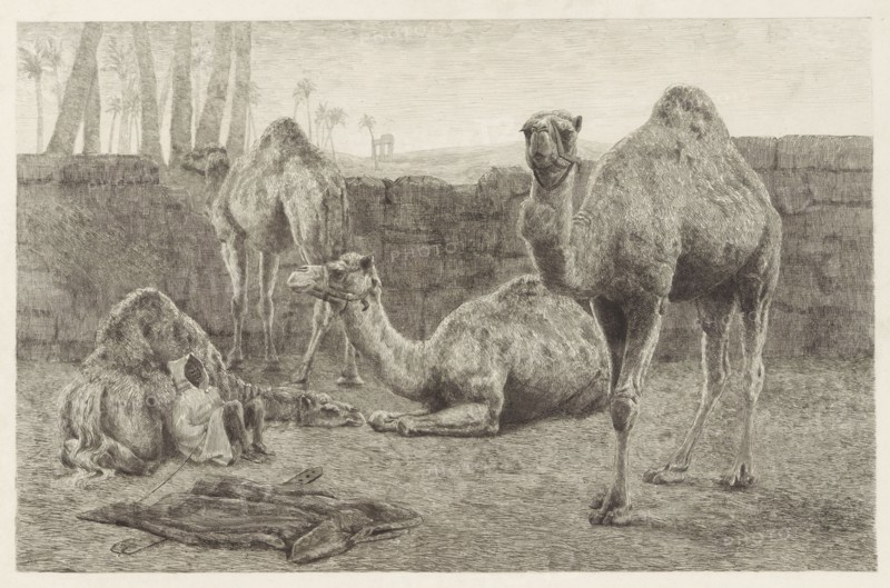 Camels, August Le Gras, 1886