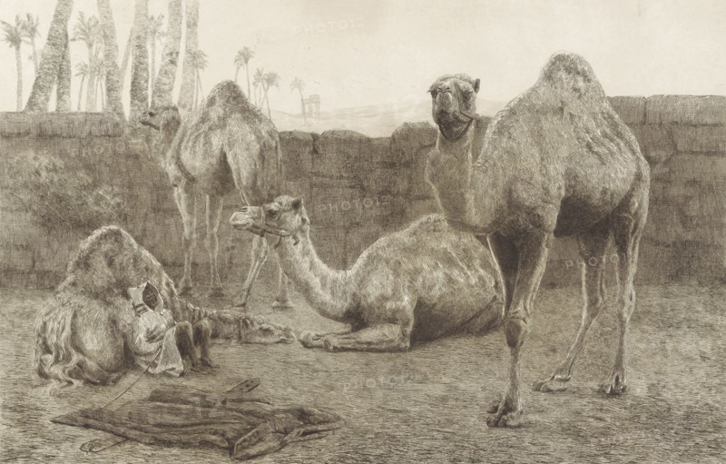 Camels, August Le Gras, 1886