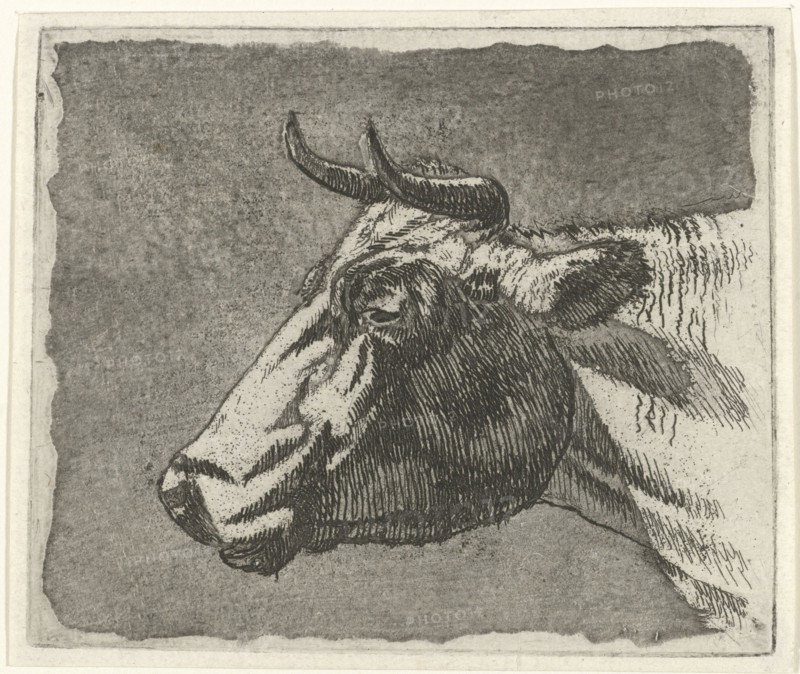 cow, Johannes Janson, 1761 - 1784