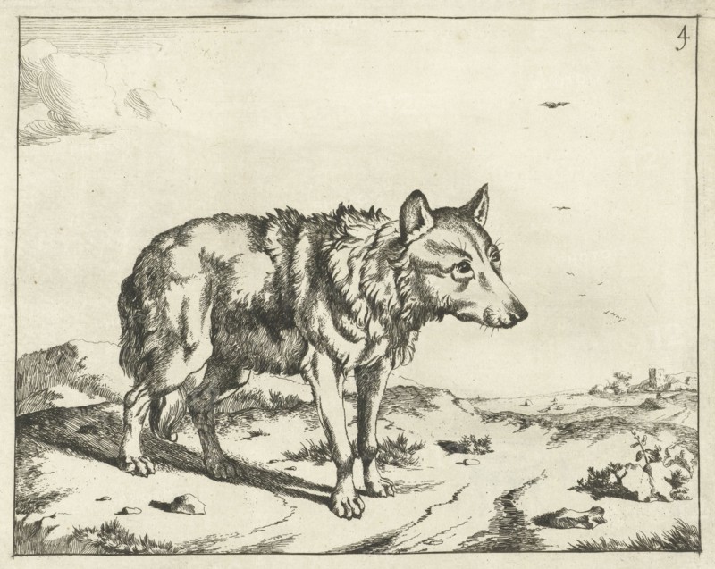 Standing wolf, and profil, Marcus de Bye, Paulus Potter, 1657 - c. 1677