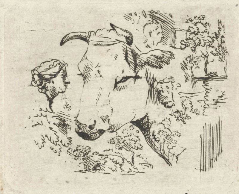 Study Sheet with cow's head, Hermanus Fock, 1781 - 1822