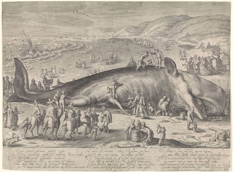 Whale stranded near Berckhey, 1598, Jacob Matham, Hendrick Goltzius, Theodorus Schrevelius, 1598