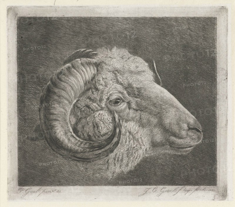 Head of a ram to the eye curved horn, print maker: Jacobus Cornelis Gaal, Pieter Gaal, 1855