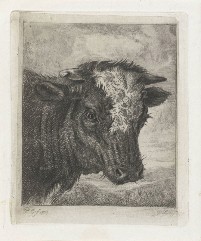 Head of a cow with white kol, Jacobus Cornelis Gaal, 1852