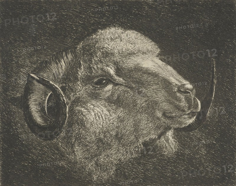 Head of a ram with twisted horns backward, Jacobus Cornelis Gaal, 1858
