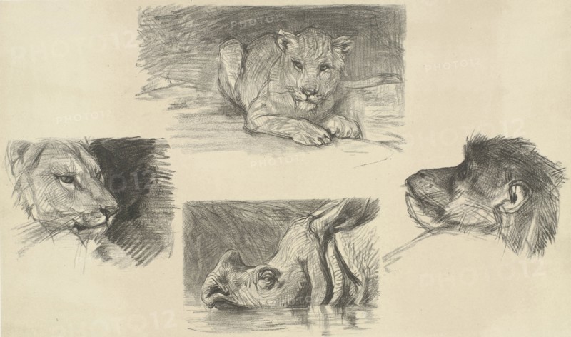 Reclining lion, monkey face, rhino, lion, print maker: August Allebé, Dating 1848 - 1927