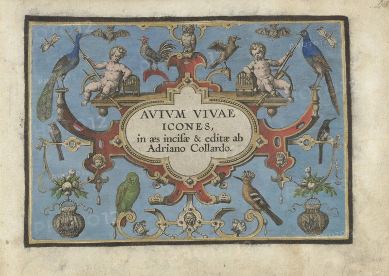 Title print for, Avium vivae Icones..., Adriaen Collaert, 1570 - 1616