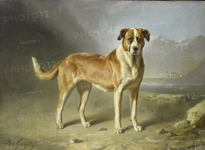 Saint Bernard Dog, Bernard te Gempt, c. 1850 - c. 1879