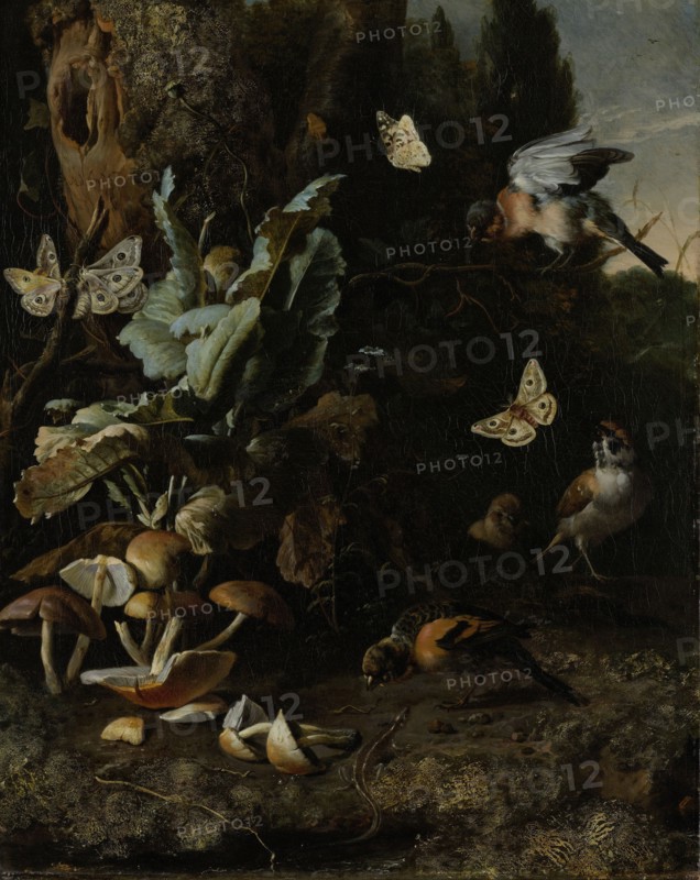 Animals and Plants, Melchior d' Hondecoeter, c. 1668