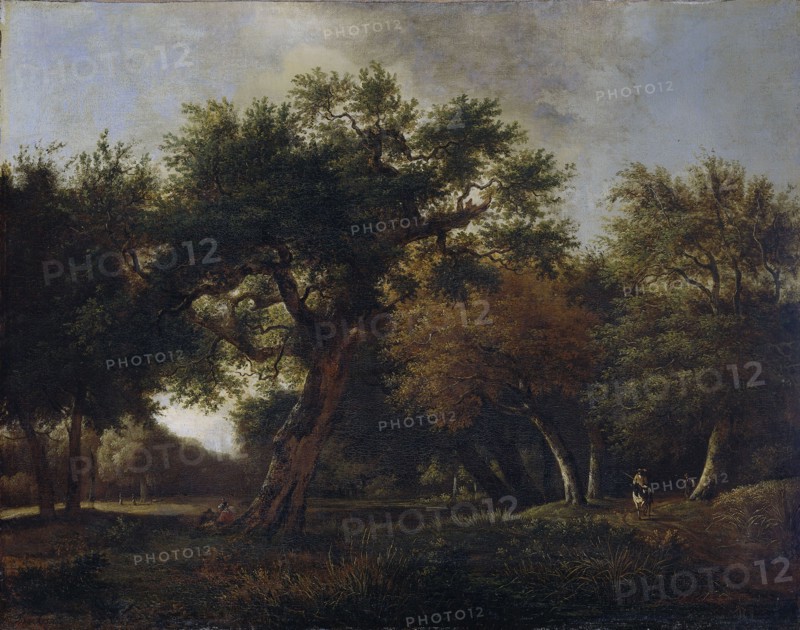 View of a Forest, Jan van Kessel (1641-1680), 1660 - 1680