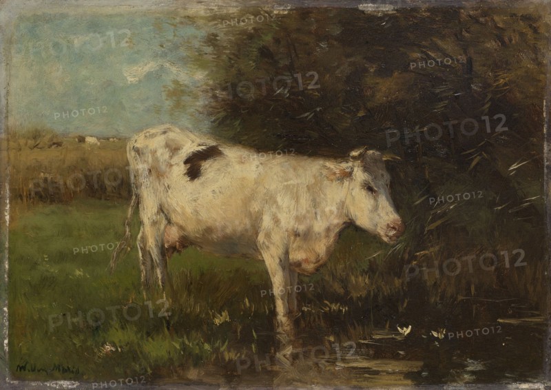White Cow, Willem Maris, c. 1880 - c. 1910