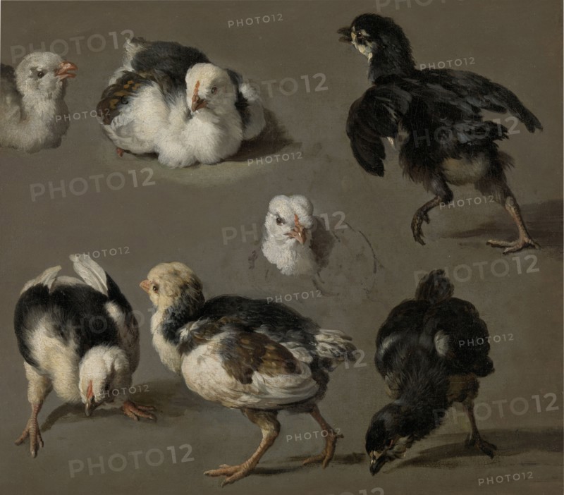 Seven Chicks, Melchior d' Hondecoeter, c. 1665 - c. 1668