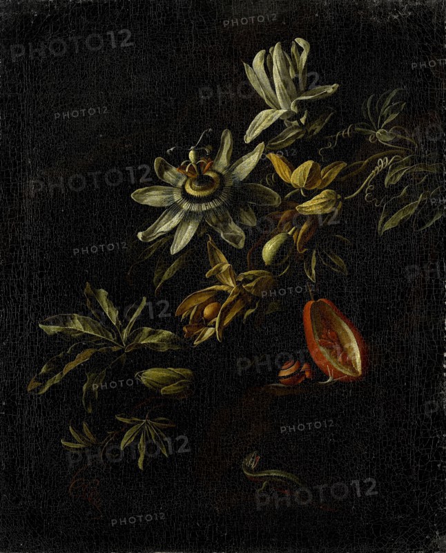 Still Life with Passion Flowers, Elias van den Broeck, 1670 - 1708