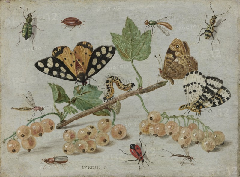 Insects and Fruit, Jan van Kessel, I, c. 1660 - c. 1665