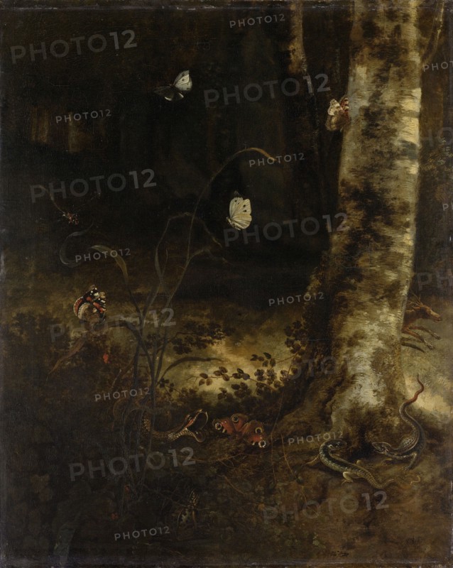 Forest Floor with a Snake, Lizards, Butterflies and other Insects, Otto Marseus van Schrieck, 1650 - 1678