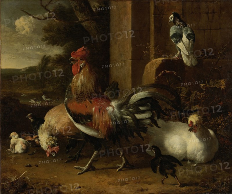 Poultry Yard, Melchior d' Hondecoeter, c. 1660 - c. 1665