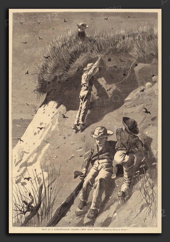 Edward Lagarde (American, 19th Century) after Winslow Homer, Raid on a Sand-Swallow Colony - "How Many Eggs?", active c. 1873, published 1874, wood engraving