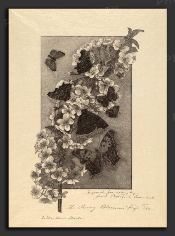 Anna Botsford Comstock, The Cherry Blossoms - High Tea, American, 1854 - 1930, c. 1890, wood engraving