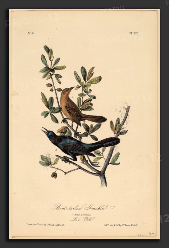 John T. Bowen after John James Audubon, Boat-tailed Grackle, American, c. 1810 - probably 1856, hand-colored lithograph